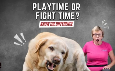 How to Stop Dog Fights Before They Start