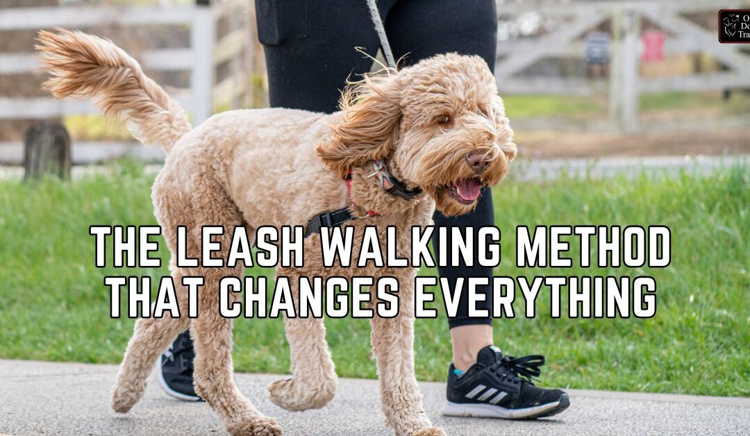 The Leash Walking Method That Changes Everything