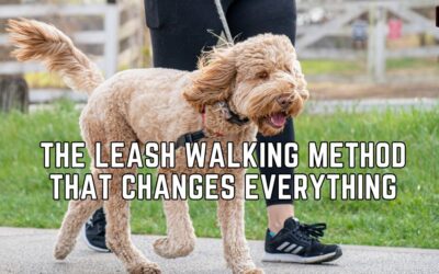 The Leash Walking Method That Changes Everything