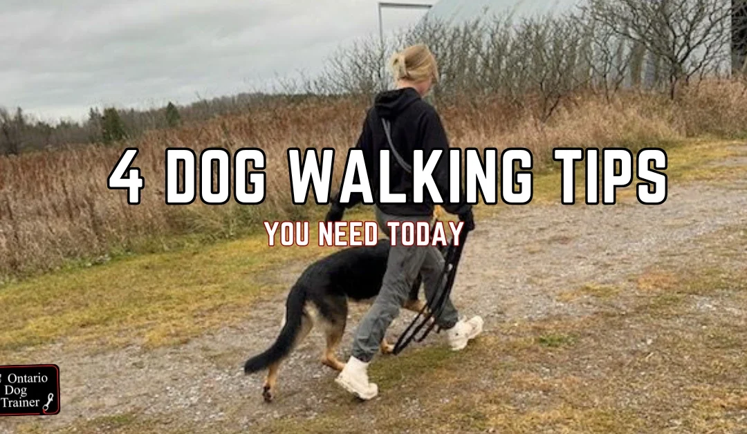 dog walking tips