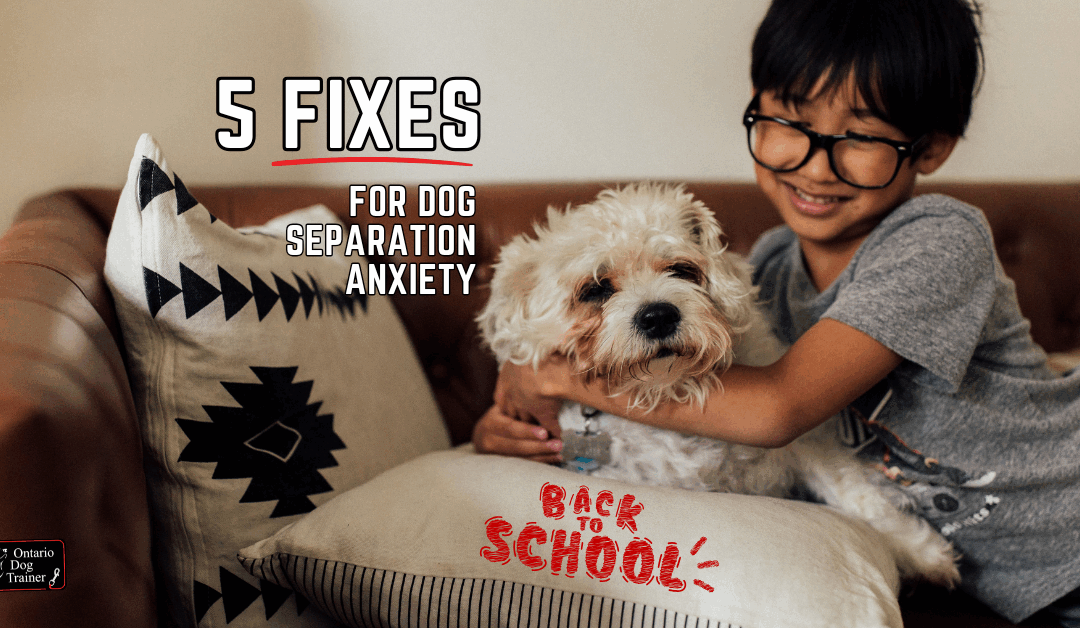 Dog Separation Anxiety: Back-to-School Survival Guide
