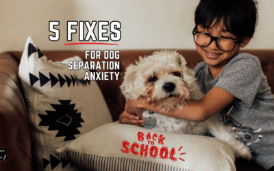Dog Separation Anxiety: Back-to-School Survival Guide