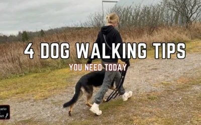 4 Dog Walking Tips Every Frustrated Owner Needs Today