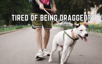 Tired of Being Dragged? The Truth About Walking Your Dog on a Leash