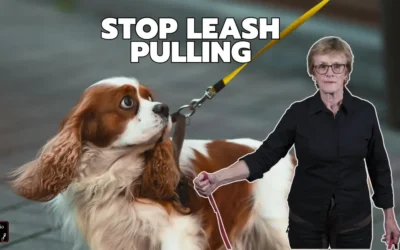Stop Leash Pulling: How to Finally Enjoy Walks with Your Dog