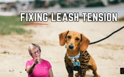 Leash Tension 101: What It Is? And How to Fix It?
