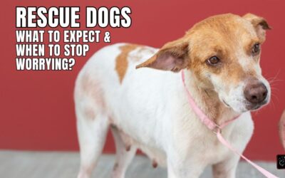 How Long Does a Rescue Dog Take to Settle In?