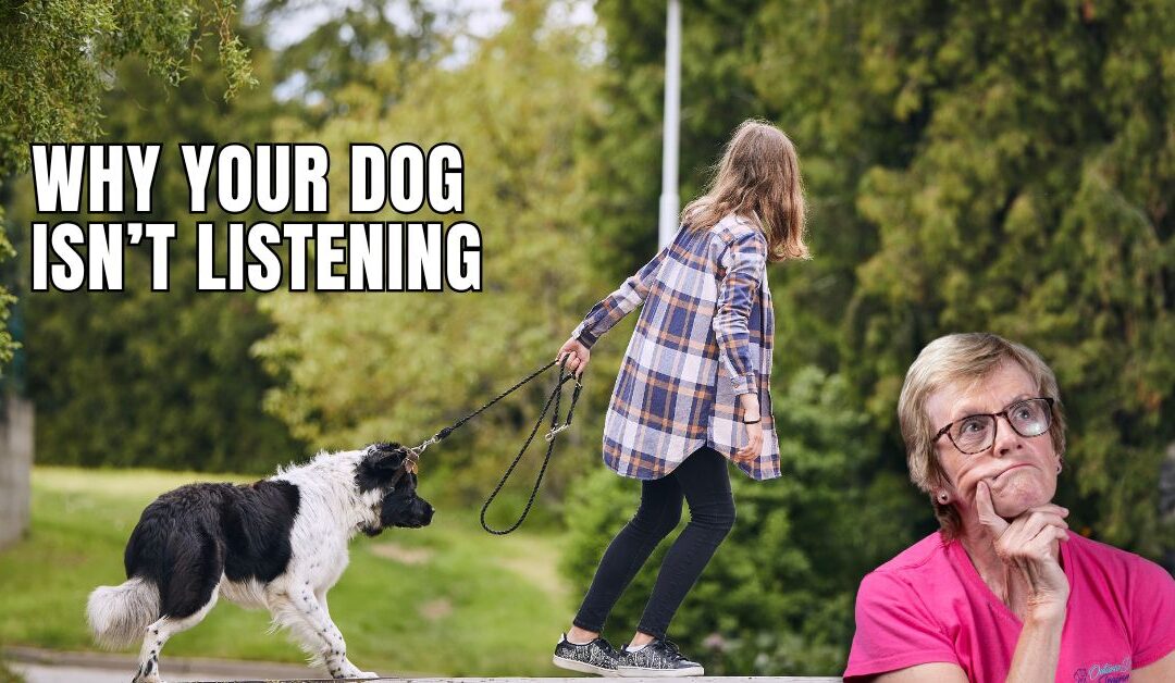 Why Your Dog Isn’t Listening (And What They Wish You Knew)