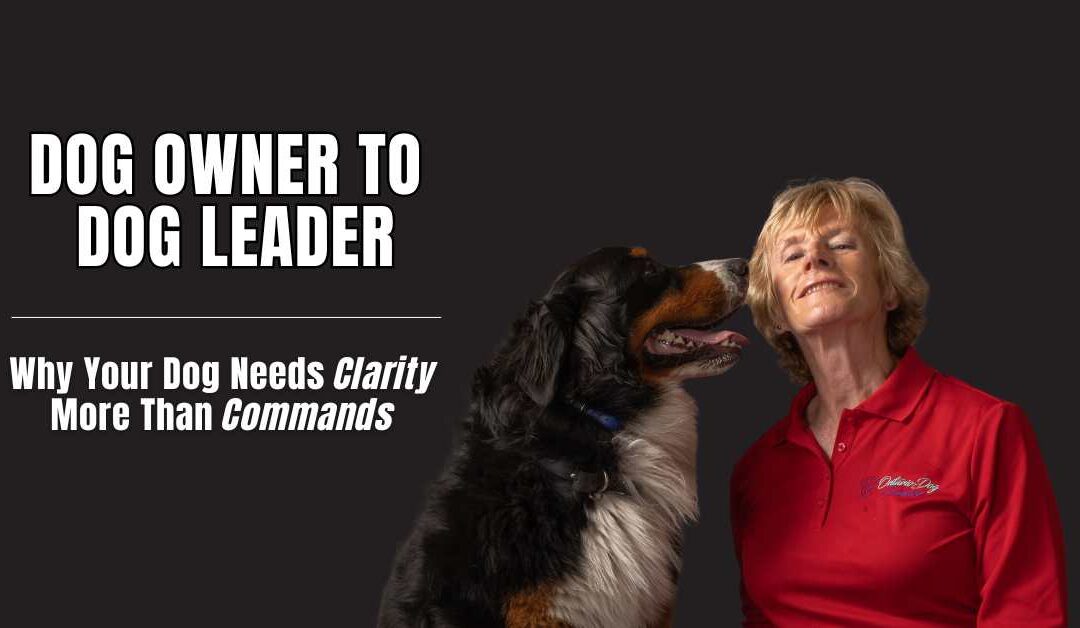 Why Your Dog Needs Clarity More Than Commands