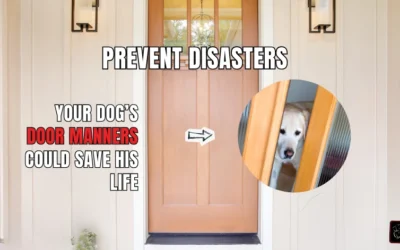Is Your Dog a Door Dasher? Teach Safety at the Door
