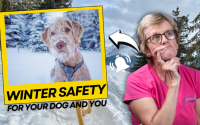 Winter Safety for Your Dog and You. Stay Warm, Stay Upright, Stay Sane