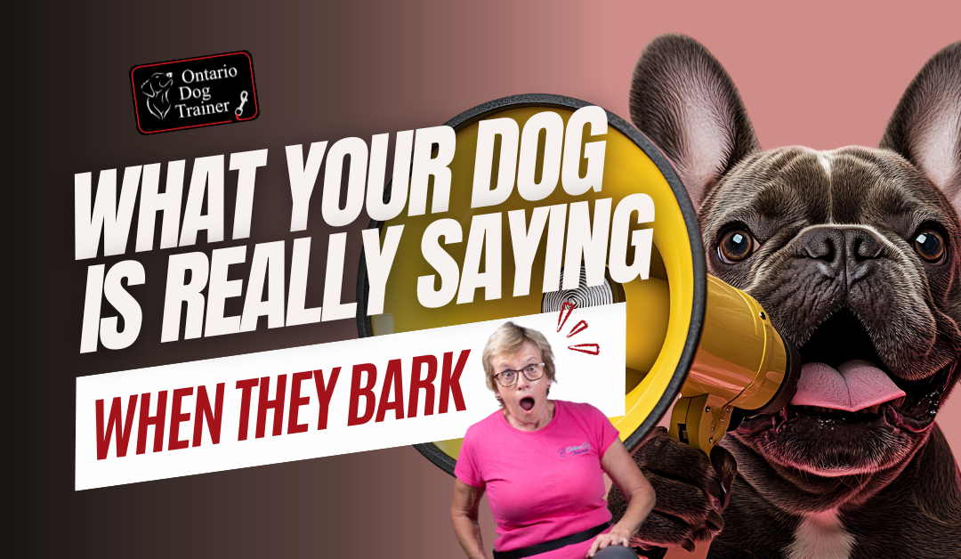 Barking with Purpose – What Your Dog Is Really Saying and What to Do About It