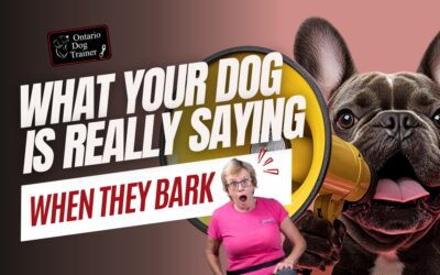 Barking with Purpose – What Your Dog Is Really Saying and What to Do About It