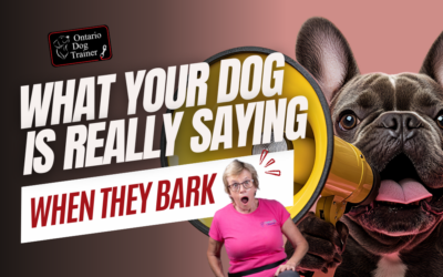 Barking with Purpose – What Your Dog Is Really Saying and What to Do About It
