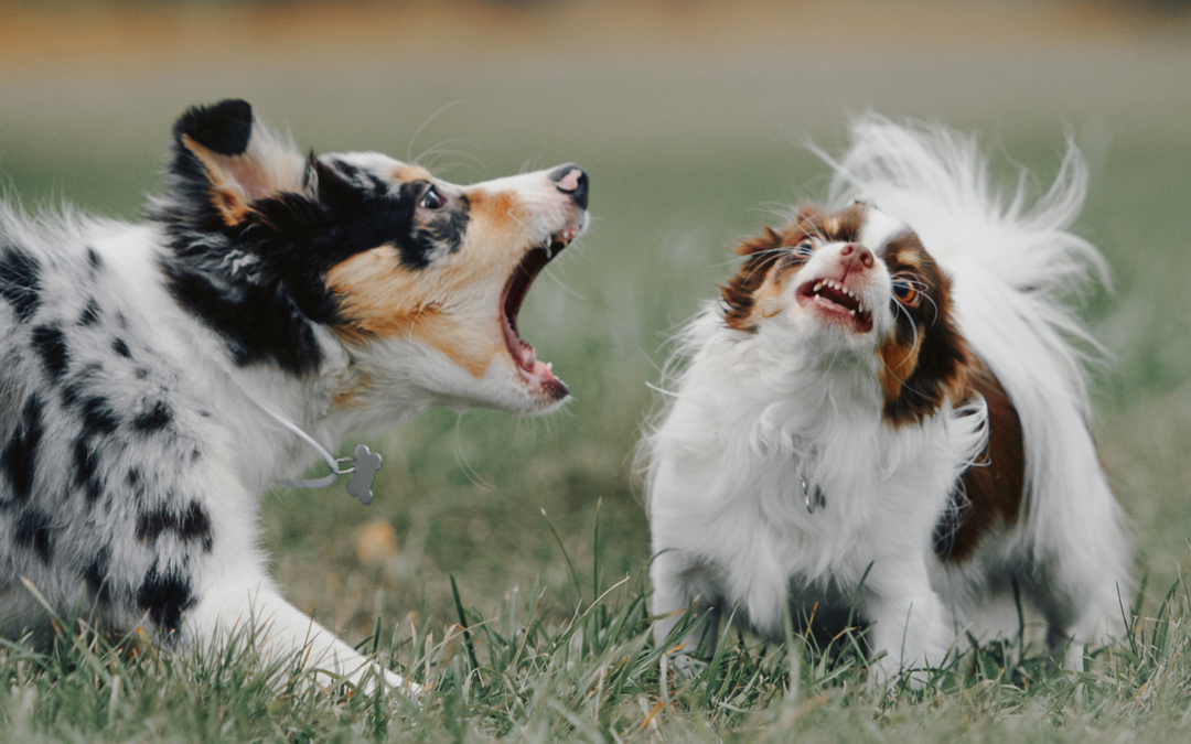 Five Things Every Dog Owner Needs to Know to Prevent a Dog Fight