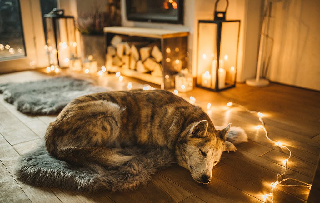 7 Things to Prepare Your Puppy for Life After the Christmas Holidays