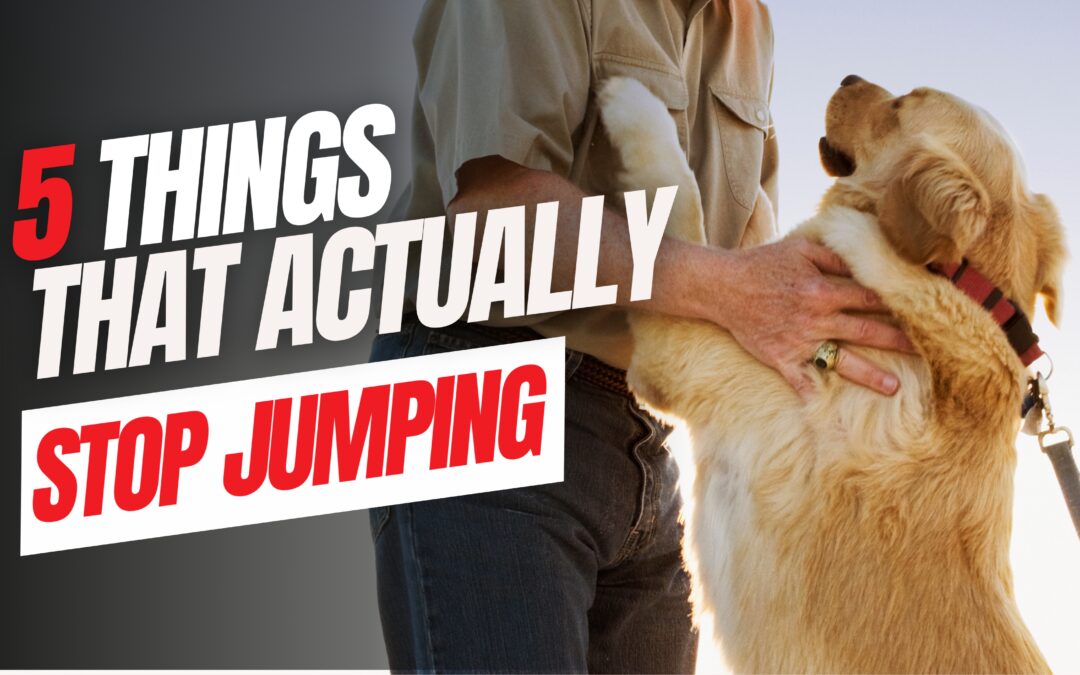 Why Pushing Your Dog Off Doesn’t Stop Jumping