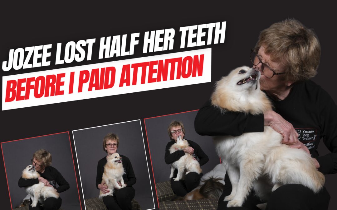 Ever Wondered If Your Dog’s Teeth Need Cleaning?