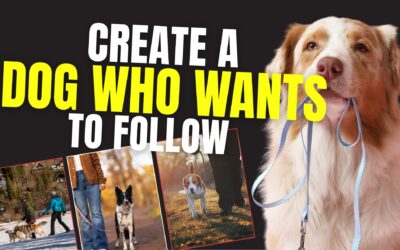 Loose Leash Walking Starts Long Before You Step Outside