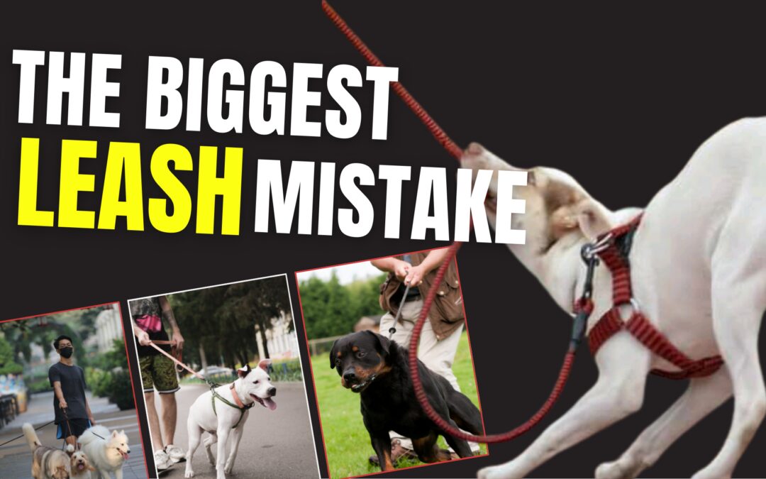 Stop Letting Your Dog Pull: 5 Leash Walking Fixes Every Owner Should Know Before Spring Walks Begin