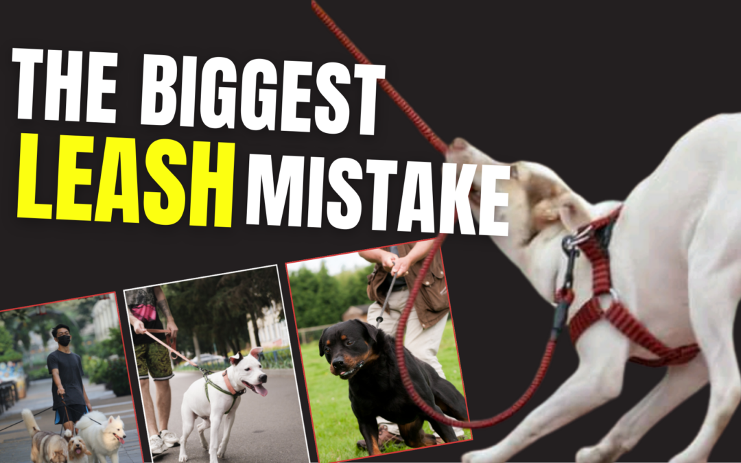 Stop Letting Your Dog Pull: 5 Leash Walking Fixes Every Owner Should Know Before Spring Walks Begin