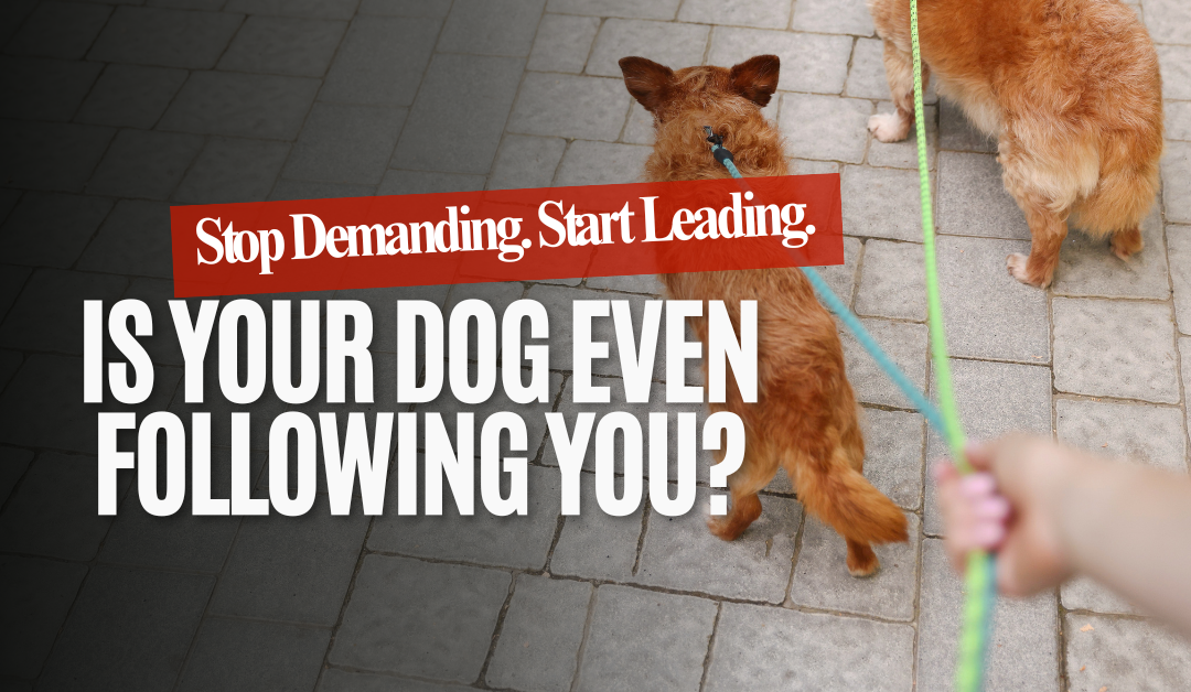 How to Create a Following Mindset in Your Puppy or Rescue Dog