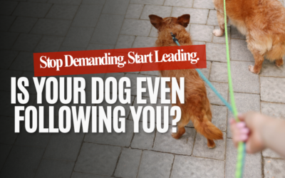 How to Create a Following Mindset in Your Puppy or Rescue Dog