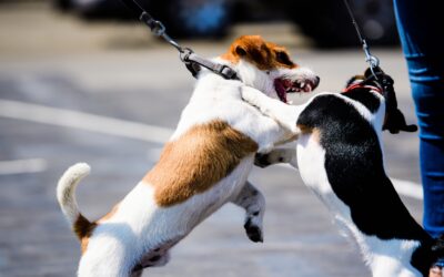 How to Handle an Approaching Dog on a Walk Without Losing Your Mind or Your Dog’s Focus
