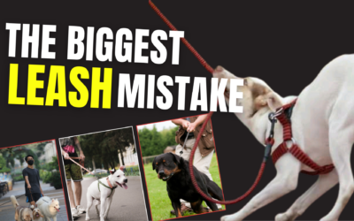 Stop Letting Your Dog Pull: 5 Leash Walking Fixes Every Owner Should Know Before Spring Walks Begin