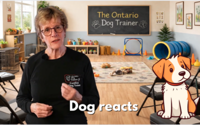 Squirrels, Cats, and Sudden Chaos, What To Do When Your Dog Reacts Before You Can Prepare