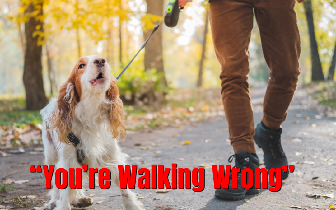 From Reactive to Responsive, How Owners Build Better Reflexes on Walks