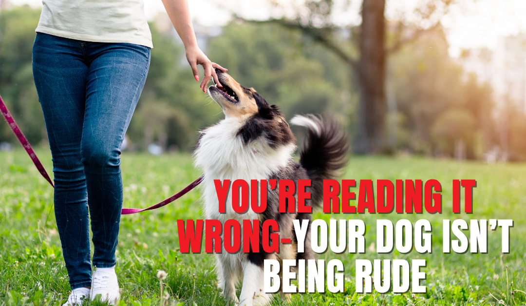 Why Your Dog’s Reaction on a Walk Is Not a Personal Attack