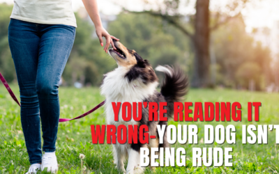 Why Your Dog’s Reaction on a Walk Is Not a Personal Attack