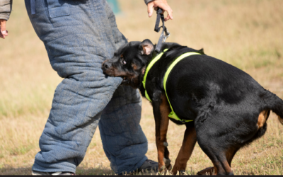 Dog Bite Prevention: How to Stay Safe Around Dogs and Prevent Bites Before They Happen