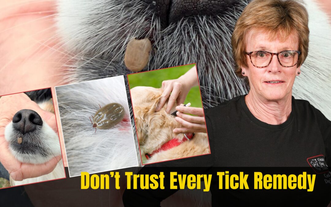 Natural vs Commercial Tick Prevention for Dogs: What Actually Works, What Doesn’t, and What You Need to Decide
