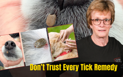 Natural vs Commercial Tick Prevention for Dogs: What Actually Works, What Doesn’t, and What You Need to Decide
