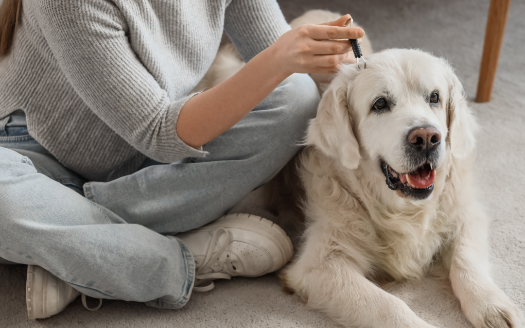Tick Myths Busted: What Every Dog Owner Should Know