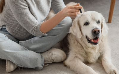 Tick Myths Busted: What Every Dog Owner Should Know