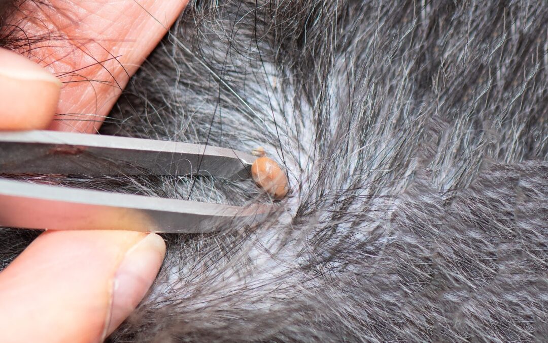 Found a Tick on Your Dog? Here Is What to Do Next