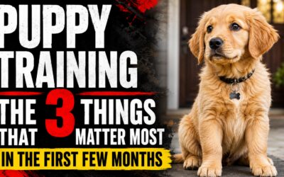 Puppy Training: The 3 Things That Matter Most in the First Few Months