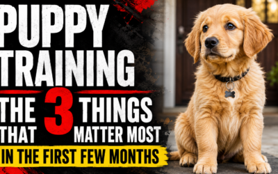 Puppy Training: The 3 Things That Matter Most in the First Few Months