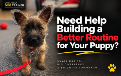Socializing Your Puppy: Building Confidence on the Street