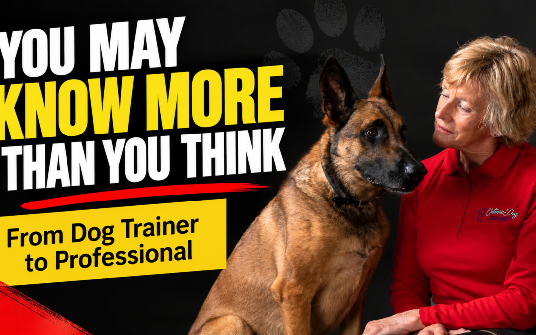 You May Know More Than You Think: When Are You Ready to Become a Professional Dog Trainer?