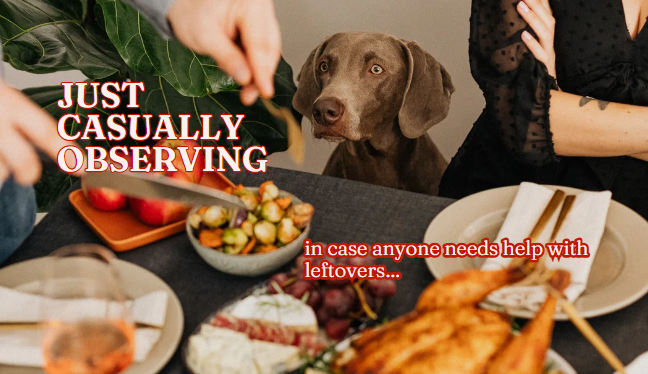 Canadian Thanksgiving Dog Training Tips: 5 Ways to Prepare Your Dog for Guests